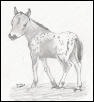 FILLY 2