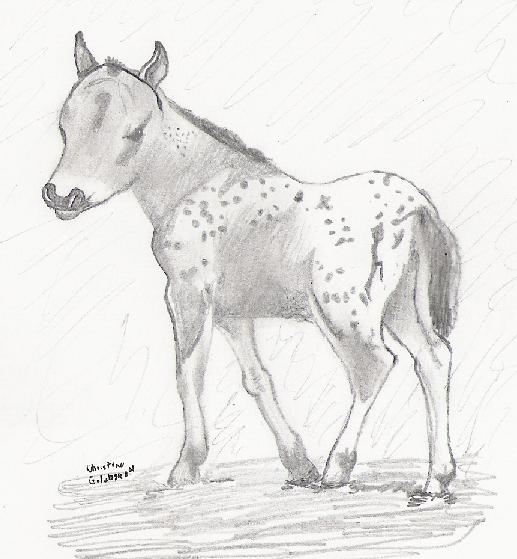 FILLY 2