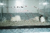 Rats4