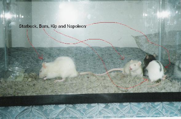Rats4