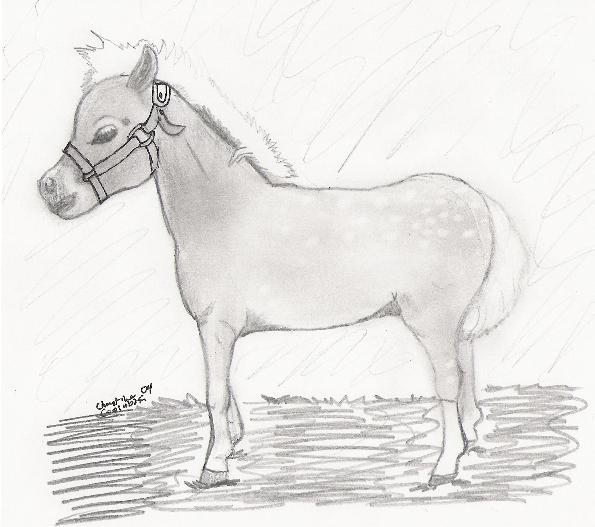 filly 3