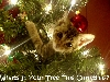 Cat playing in tree