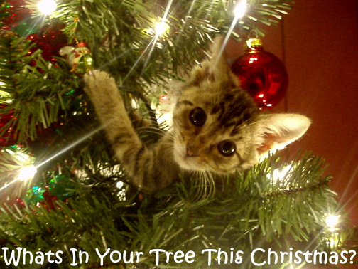 Cat playing in tree