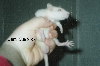 Rats5