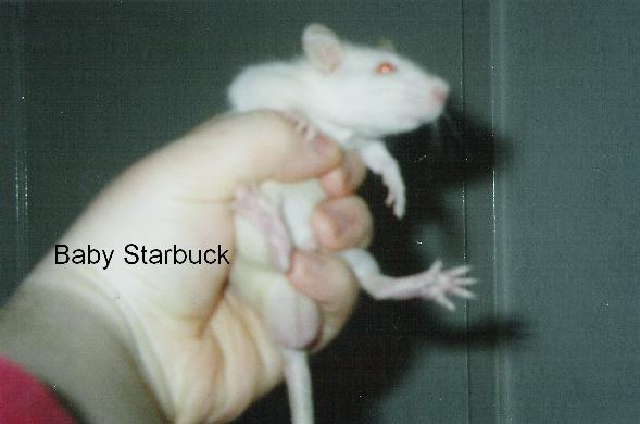Rats5