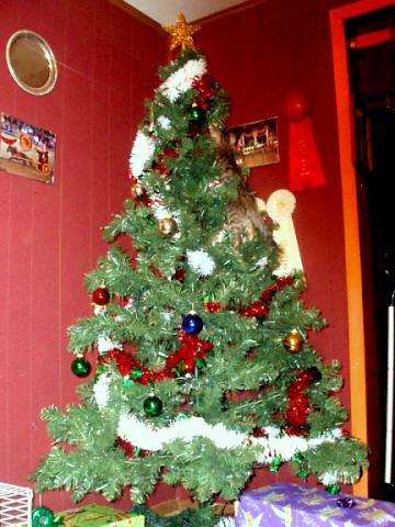 Cat in the Christmas tree