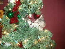 Tabby Smack Da Toy