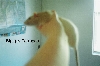 rats6