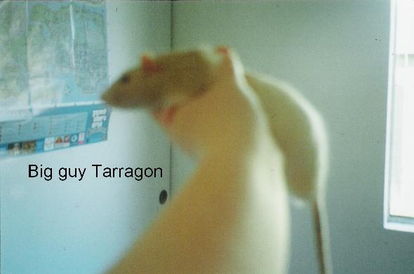 rats6