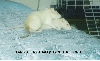 RAts2