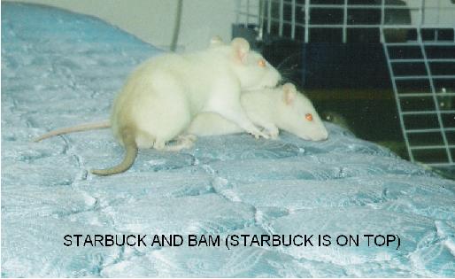 RAts2