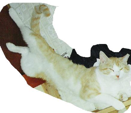 kittens dad