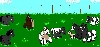 Herd Picture
