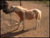 krackerjack weanling 2