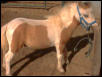 krackerjack weanling 3