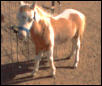 krackerjack weanling