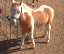 krackerjack weanling