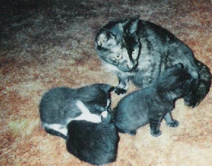 mom and babies