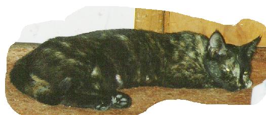 kittens mom