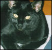 peewee
