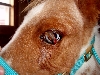 Pyro torn eyelid