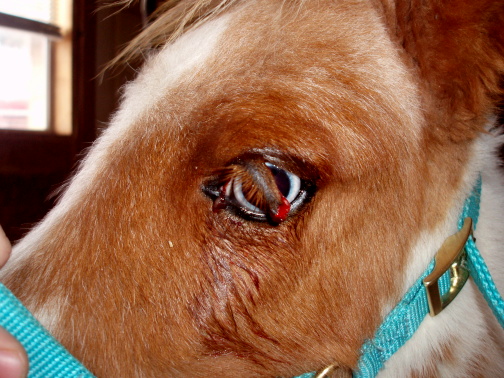 Pyro torn eyelid