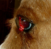 Pyro Eyelid from behind
