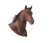 qh head