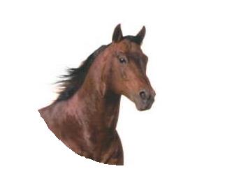 qh head