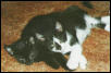 scout and ally 2