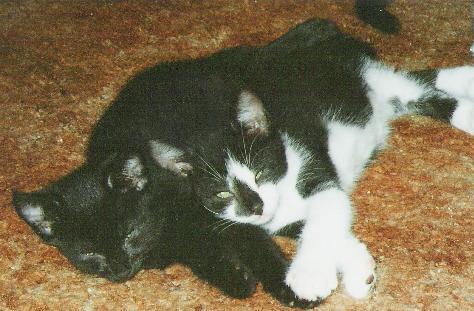 scout and ally 2