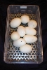 9 more eggs