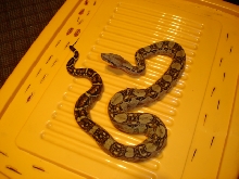 Nicaraguan boa imperator