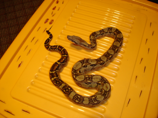 Nicaraguan boa imperator