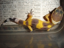Morph???