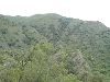 alazanes1