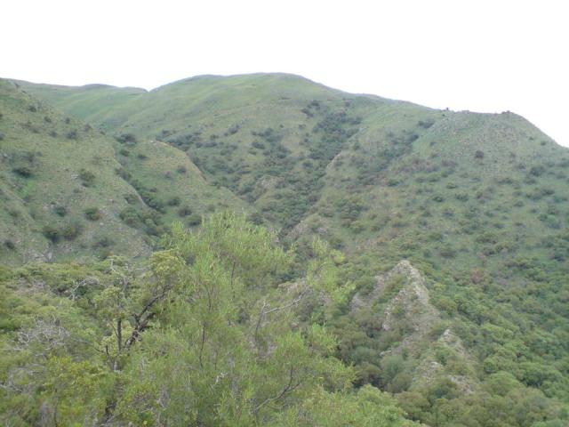 alazanes1