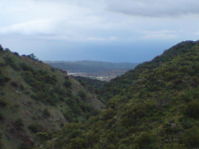 alazanes2
