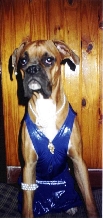 my princess boxer