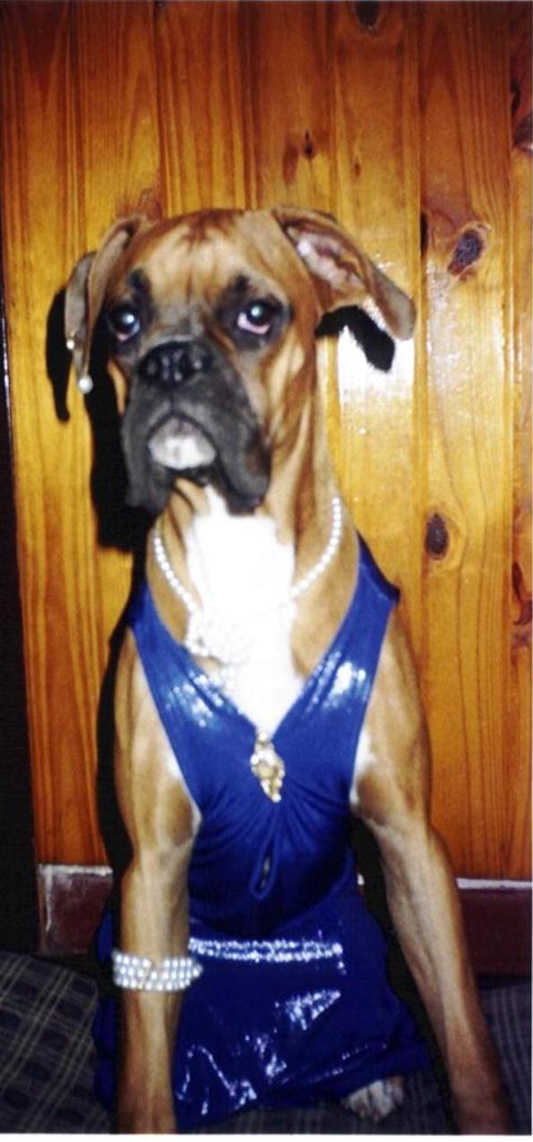 my princess boxer
