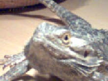 pogona