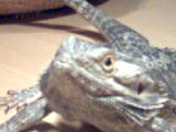 pogona