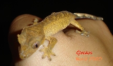Crested