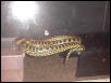 Floating Anaconda