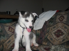 Husky puppy
