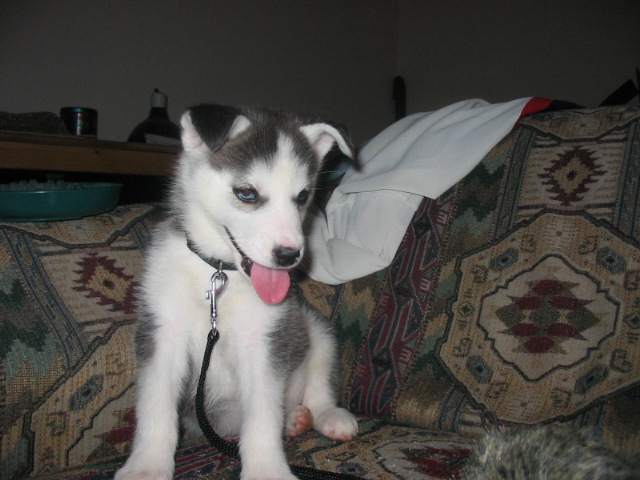 Husky puppy