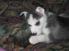 Husky pup with new toy
