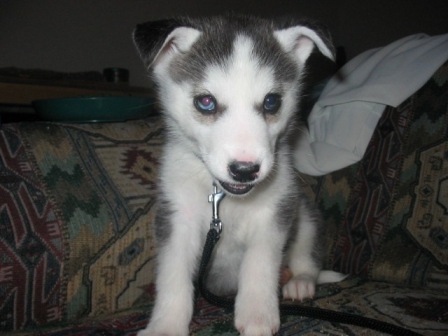 Husky pup again