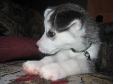Husky pup