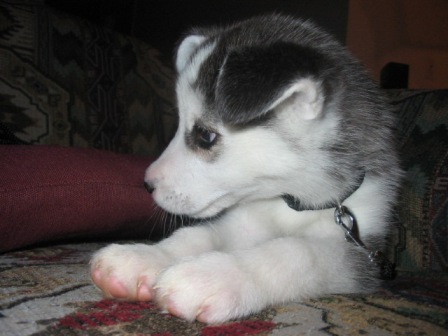 Husky pup